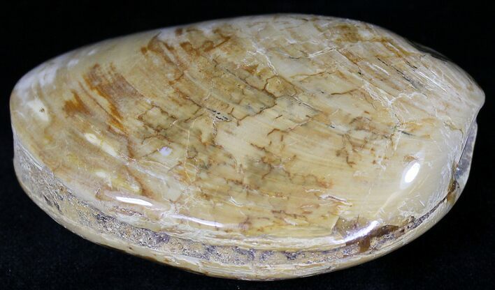 Wide Polished Fossil Clam - Jurassic #21762